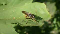 Choerades fimbriata