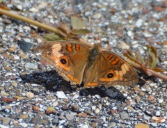 Junonia neildi varia