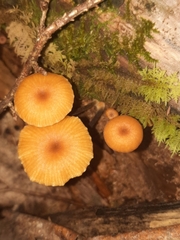 Xeromphalina