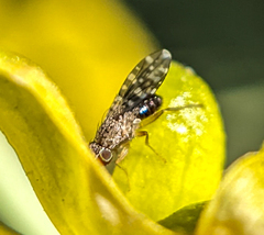 Trixoscelis polita