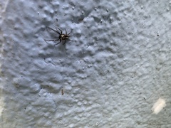 Leptofreya ambigua