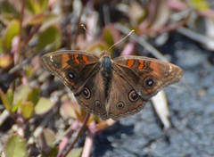 Junonia stemosa