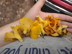 Cantharellus flavus