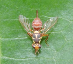 Dacinae