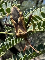 Mozena arizonensis