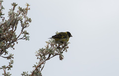 Spinus crassirostris