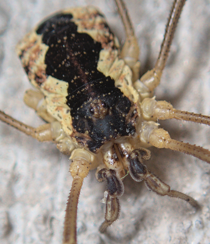 Saddleback Harvestman