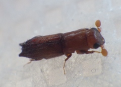 Platypodinae