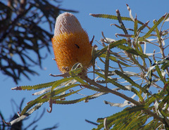 Banksia prionotes