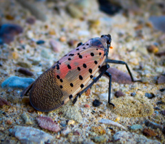 Lycorma delicatula