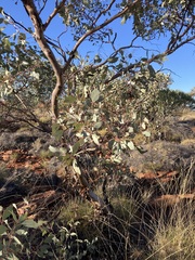 Eucalyptus gamophylla