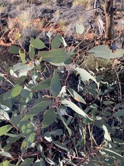 Eucalyptus gamophylla