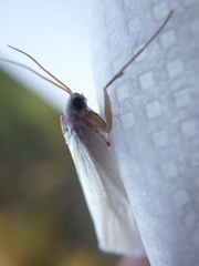 Rupela