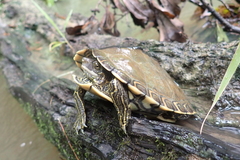 Graptemys pearlensis