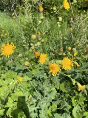 Sonchus arvensis uliginosus