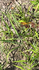 Sympetrum semicinctum