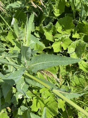 Sonchus arvensis uliginosus