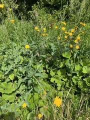 Sonchus arvensis uliginosus