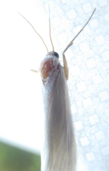 Rupela