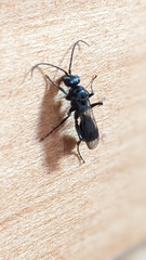 Auplopus carbonarius