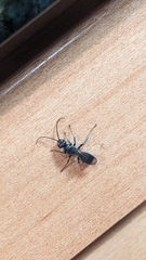 Auplopus carbonarius