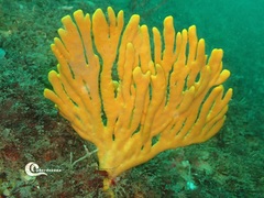 Axinella