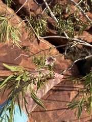 Myoporum montanum