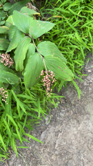 Maianthemum racemosum