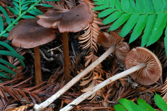 Entoloma cystomarginatum