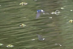 Tachycineta leucorrhoa