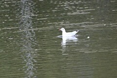 Chroicocephalus maculipennis