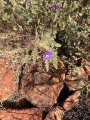 Solanum petrophilum