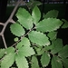 Zelkova carpinifolia - Photo (c) analip,  זכויות יוצרים חלקיות (CC BY-NC), הועלה על ידי analip