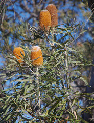 Banksia prionotes