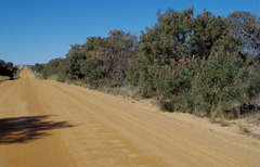 Banksia prionotes