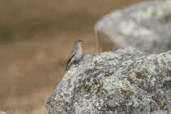 Muscisaxicola griseus