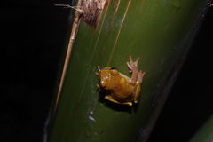 Dendropsophus minutus