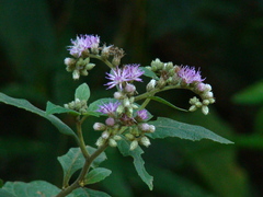 Cyrtocymura
