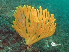 Axinella