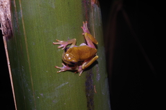 Dendropsophus minutus