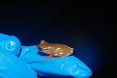 Dendropsophus minutus