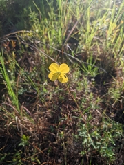 Ludwigia virgata