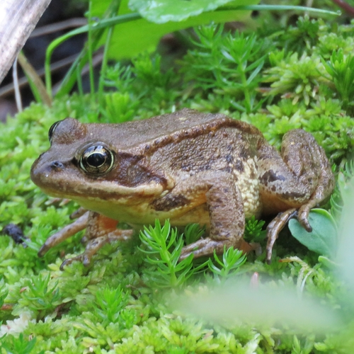Cascades Frog