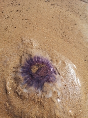 Cyanea lamarckii