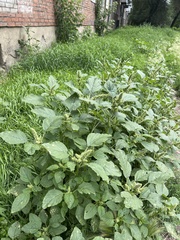 Amaranthus retroflexus