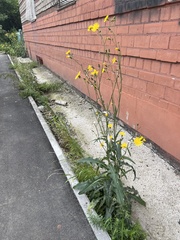 Sonchus arvensis uliginosus