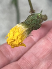 Sonchus arvensis uliginosus