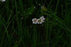 Phacelia platycarpa