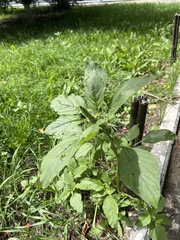 Amaranthus retroflexus
