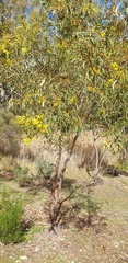 Acacia leiophylla